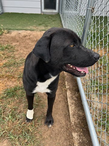 adoptable Dog in Mabank, TX named Roadie