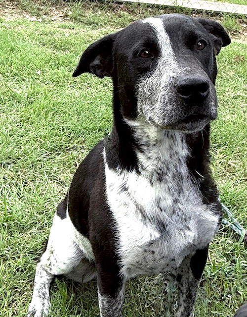 adoptable Dog in Mabank, TX named Bessie