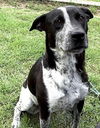 adoptable Dog in  named Bessie