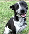 Bessie - Photo 2
