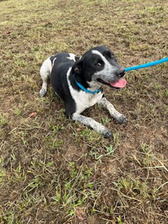 adoptable Dog in Mabank, TX named Bessie