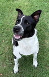 adoptable Dog in  named Snookie