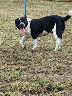 adoptable Dog in Mabank, TX named Snookie