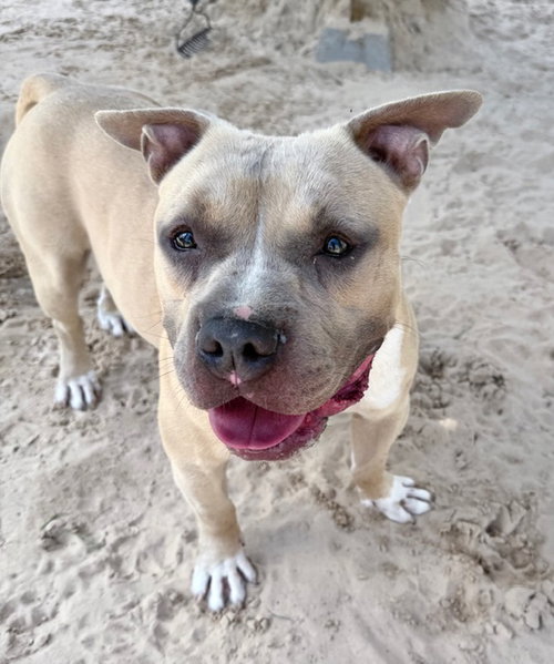 CINCO - American Staffordshire Terrier available for adoption