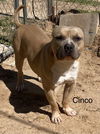 adoptable Dog in  named Cinco