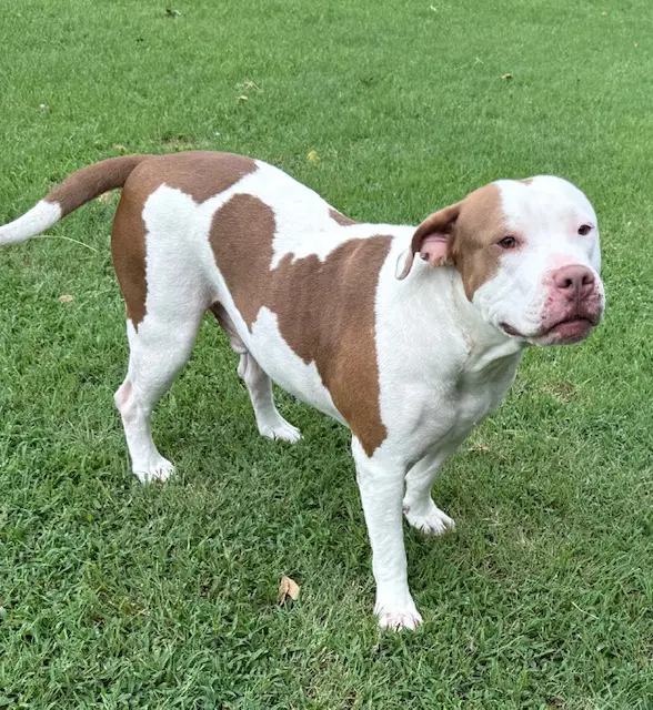 Latte - American Pit Bull Terrier