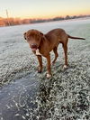 adoptable Dog in  named Wayne