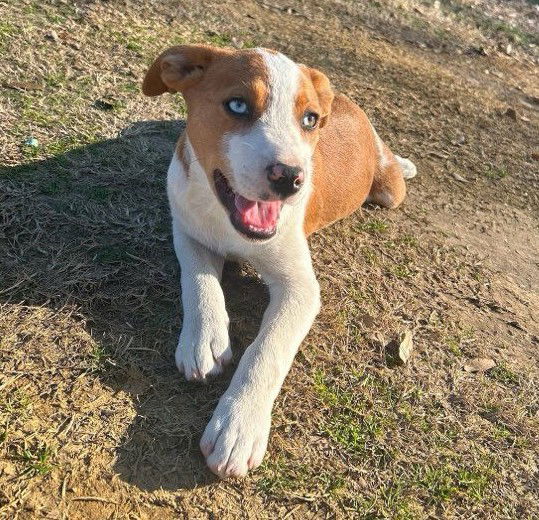 adoptable Dog in Mabank, TX named Rose
