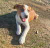 adoptable Dog in  named Rose