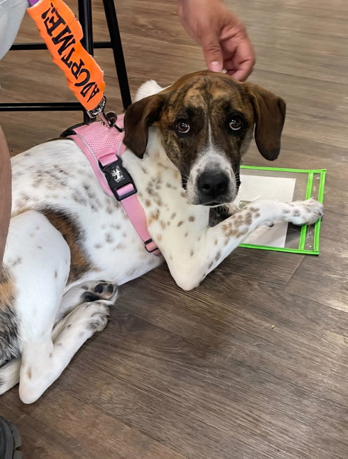 Patches, an adoptable Catahoula Leopard Dog in Gun Barrel City, TX