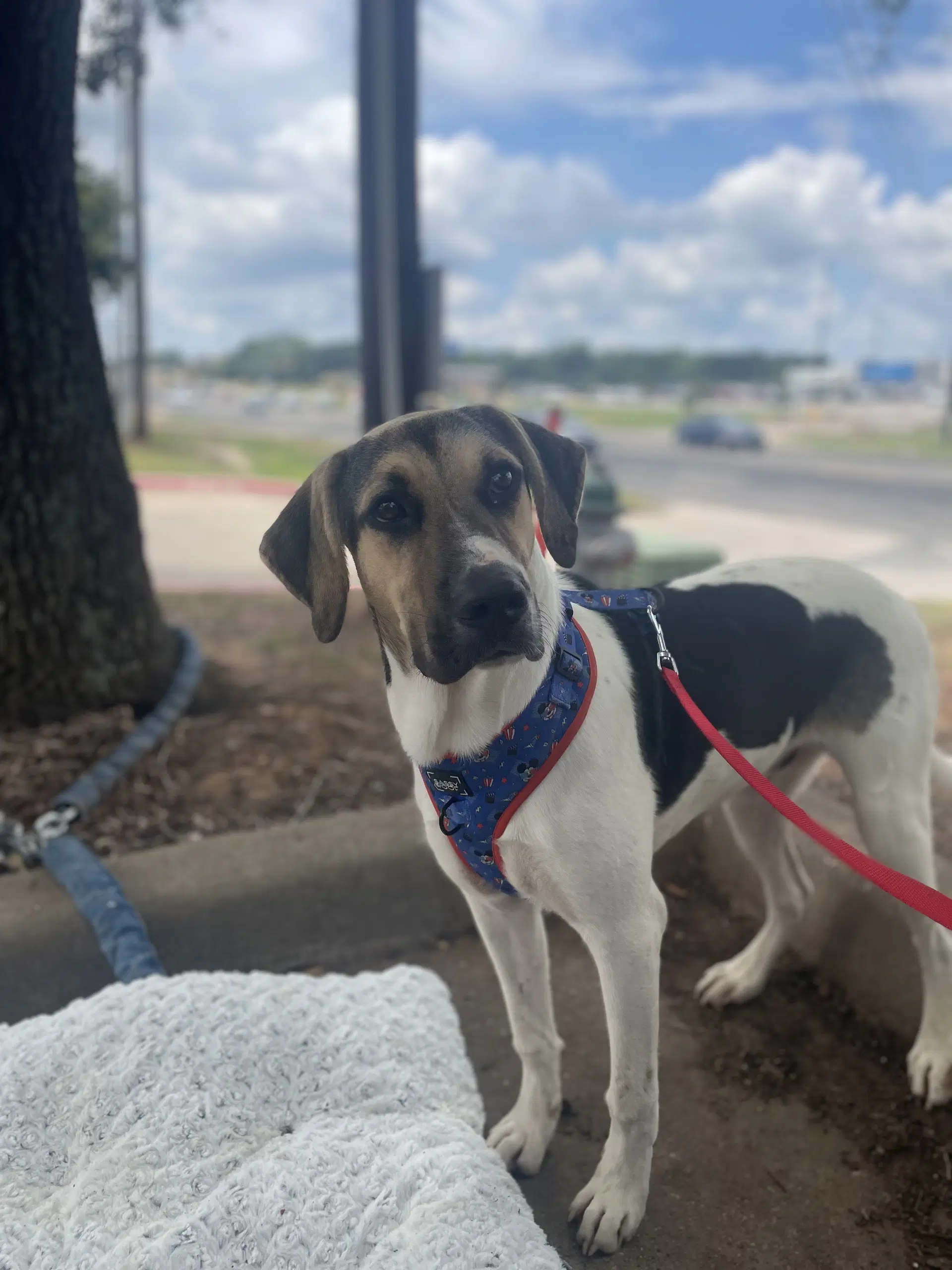 Rocky - Catahoula Leopard Dog