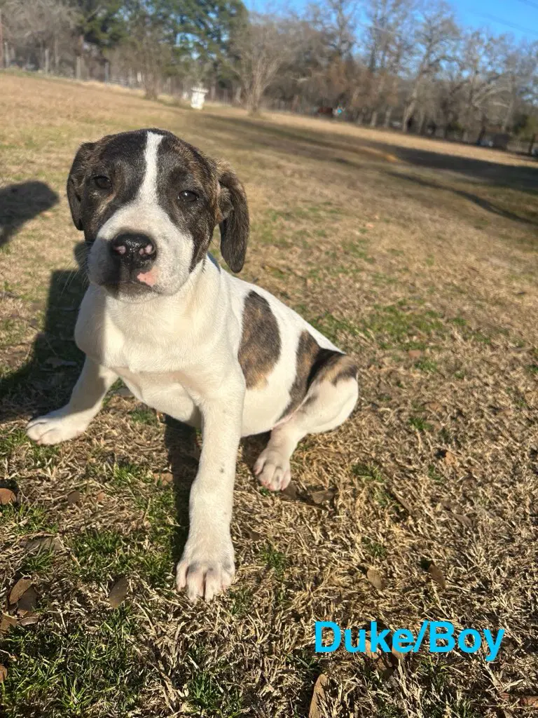 Duke - Catahoula Leopard Dog