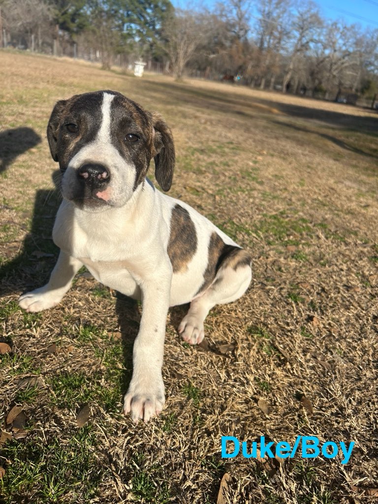Duke