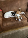 Duke - Photo 2