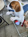 Bandit - Photo 2