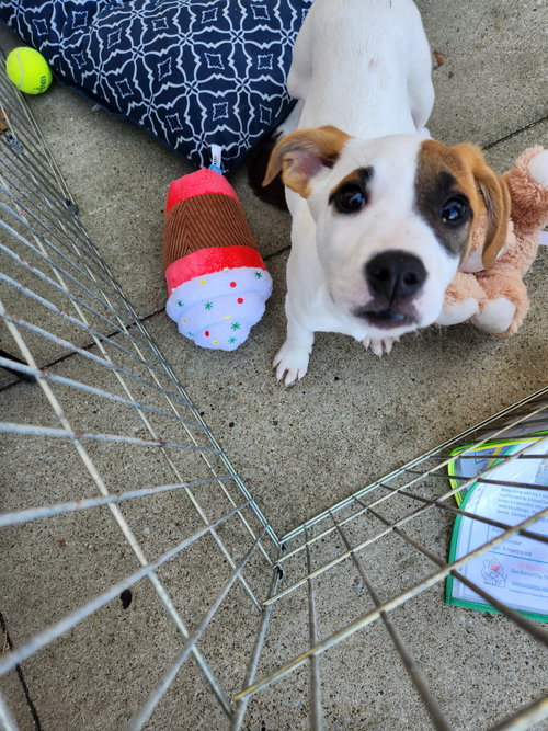 Bandit photo 3