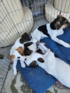 Bandit - Photo 4