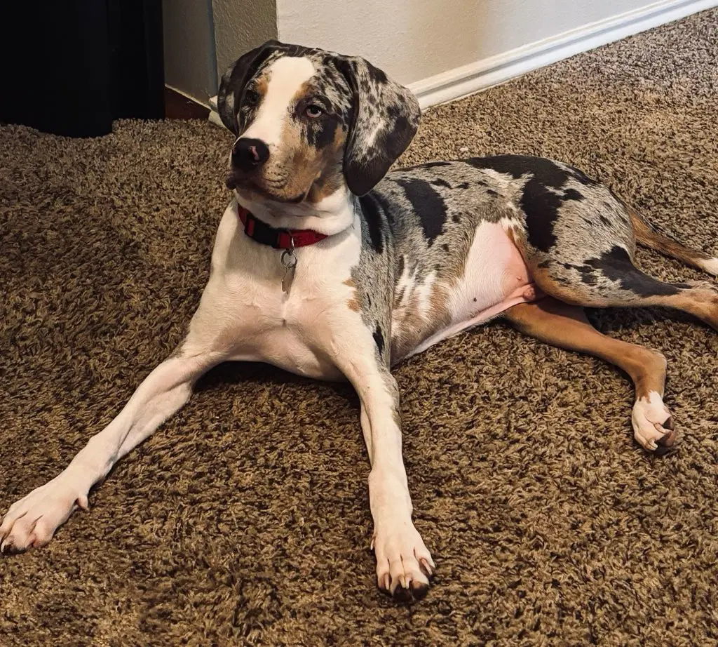 Sirus - Catahoula Leopard Dog