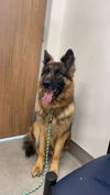 adoptable Dog in  named Major