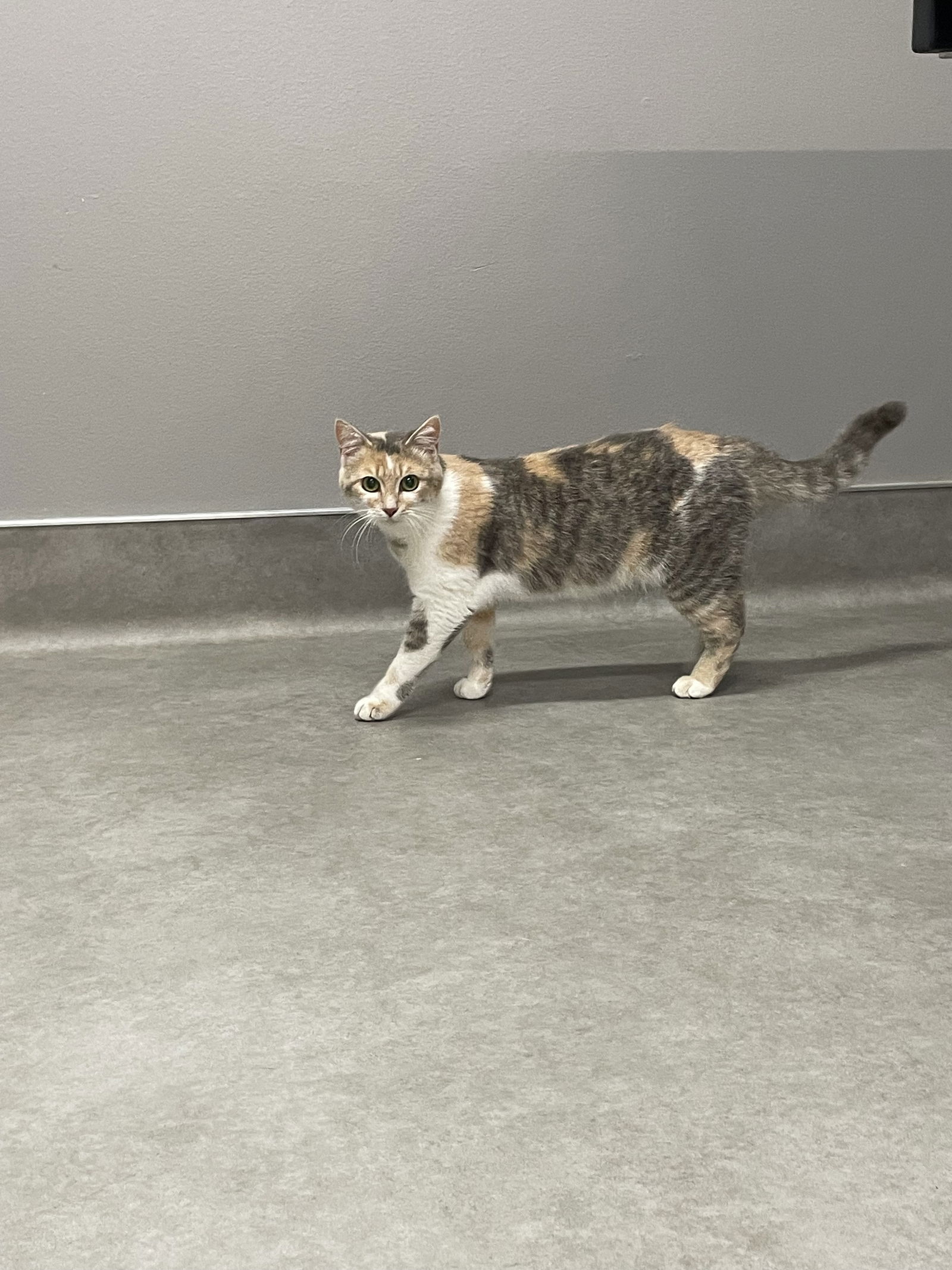 adoptable Cat in Mabank, TX named Sissy