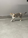 adoptable Cat in  named Sissy