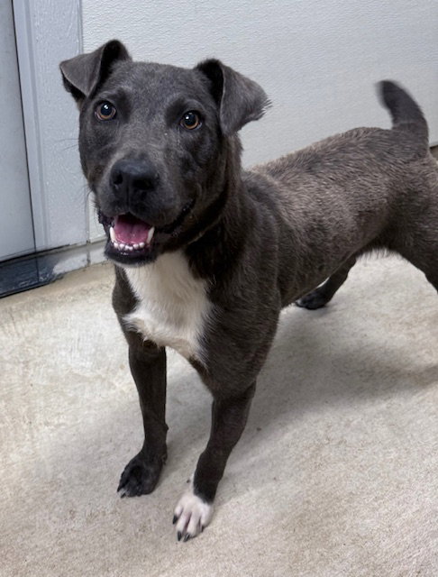 ERNIE - Unknown available for adoption