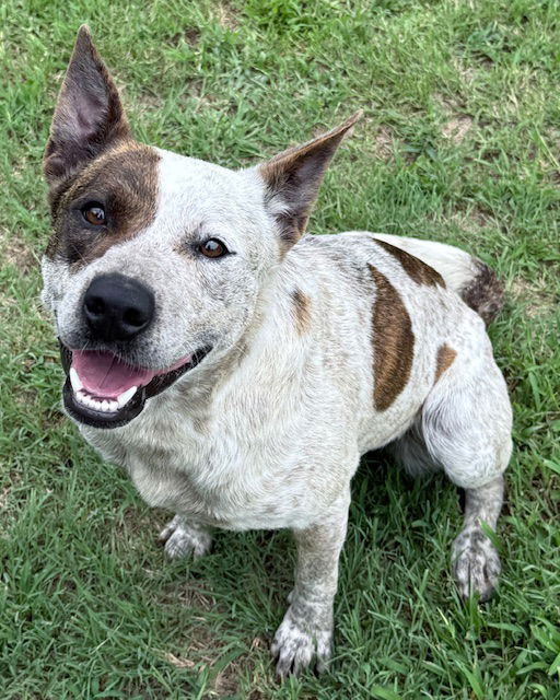 adoptable Dog in Mabank, TX named Star