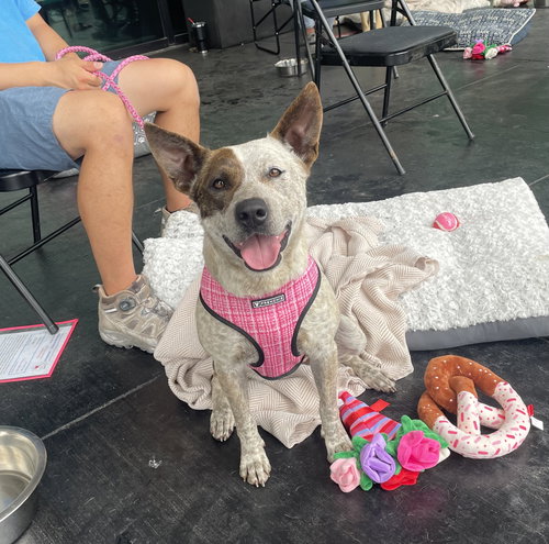 STAR - Australian Cattle Dog/Blue Heeler available for adoption