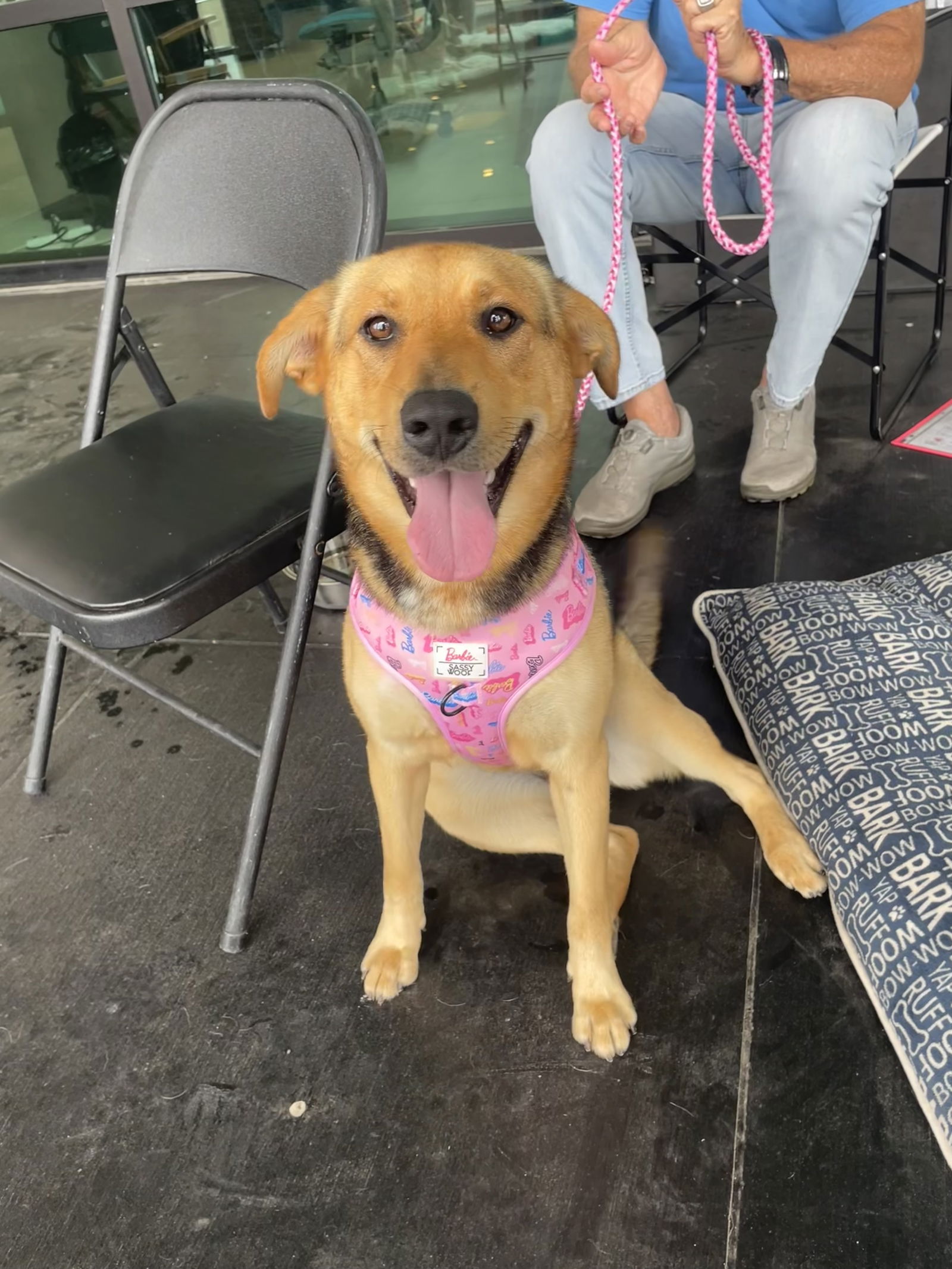 adoptable Dog in Mabank, TX named Shirley 2
