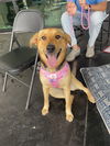 adoptable Dog in  named Shirley 2