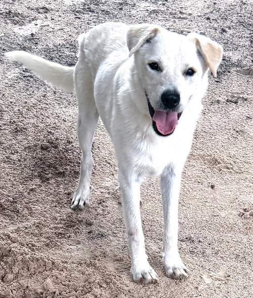 picture of the dog needing adoption
