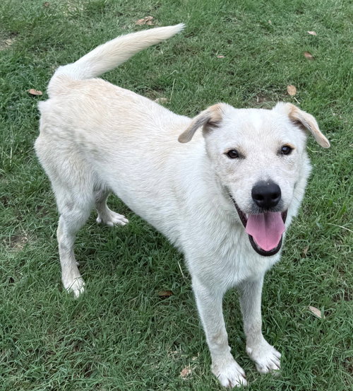 MAX - Labrador Retriever / Great Pyrenees available for adoption