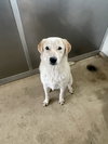 Ruby - Photo 3