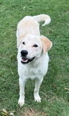 adoptable Dog in  named Ruby
