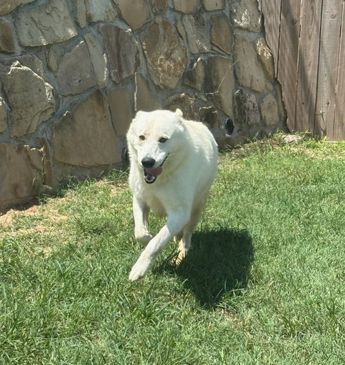 Snow, an adoptable Great Pyrenees in Gun Barrel City, TX
