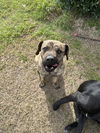adoptable Dog in  named Butch Cassidy