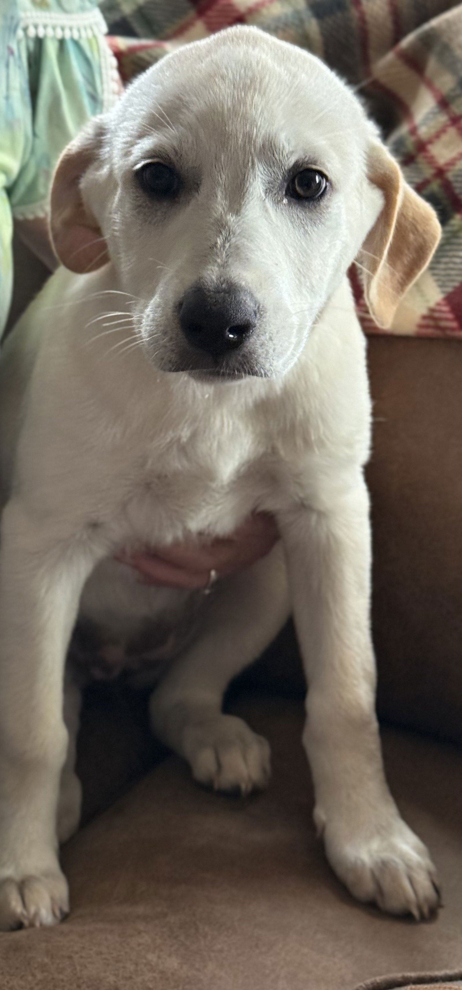 adoptable Dog in Mabank, TX named Blondie