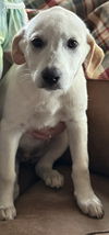 adoptable Dog in  named Blondie