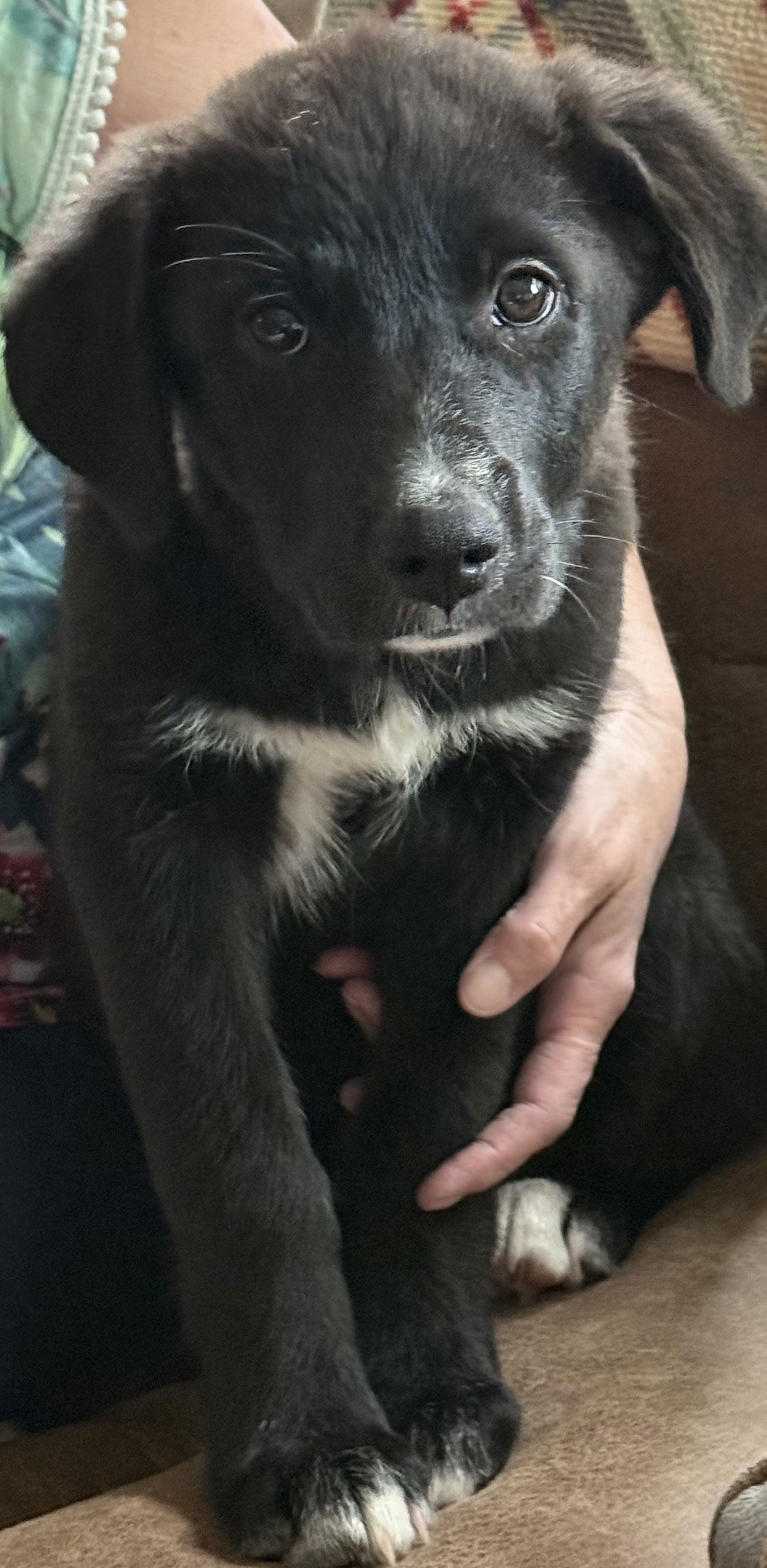 adoptable Dog in Mabank, TX named Little Bear