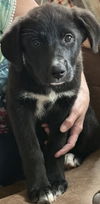 adoptable Dog in  named Little Bear