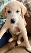 adoptable Dog in  named Legsy