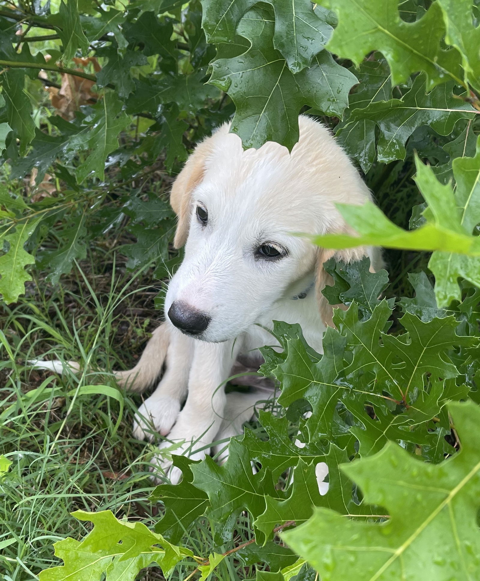 adoptable Dog in Mabank, TX named Deer