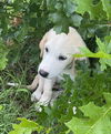 adoptable Dog in  named Deer
