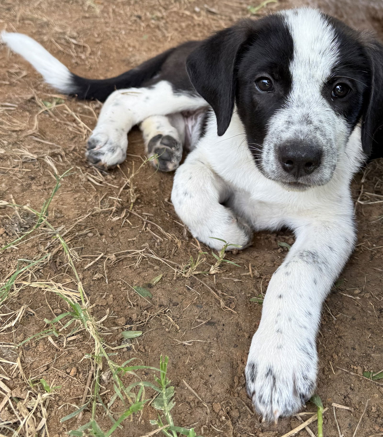 adoptable Dog in Mabank, TX named Oreo