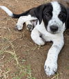 adoptable Dog in  named Oreo
