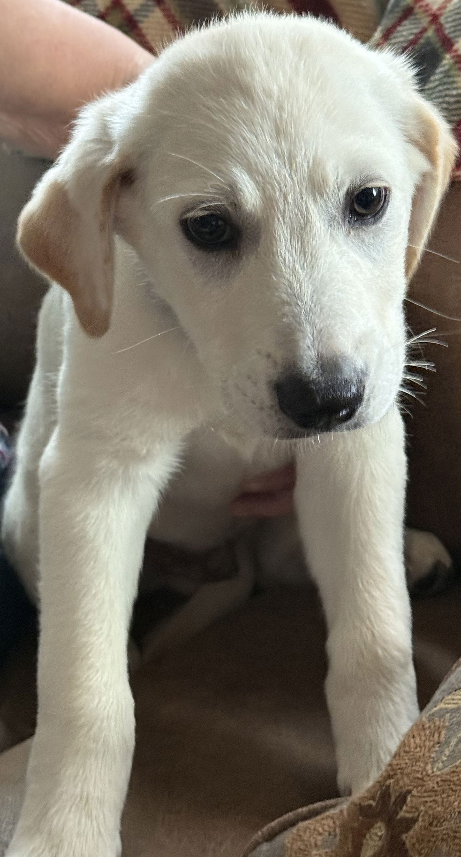adoptable Dog in Mabank, TX named Phantom