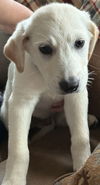 adoptable Dog in  named Phantom
