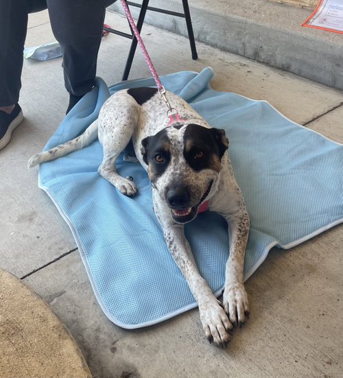 picture of the dog needing adoption