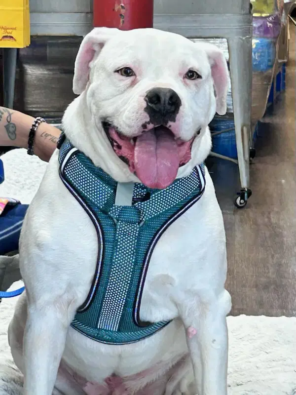 Ross - American Bulldog