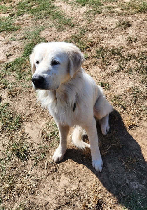 POLAR - Great Pyrenees available for adoption